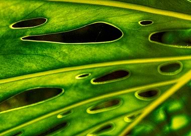 Nature abstract leaves