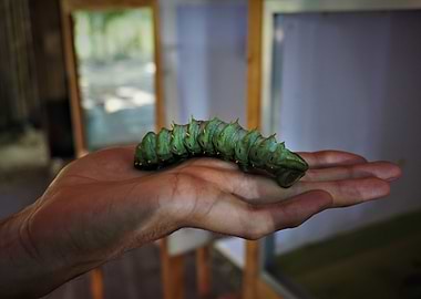 Caterpillar