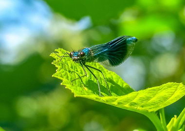 Blue Damselfly