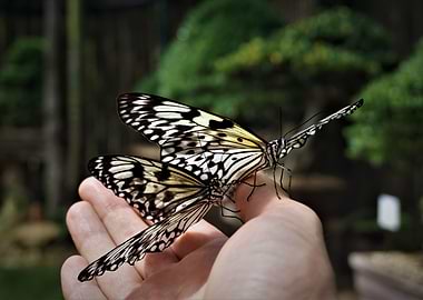 Butterfly love
