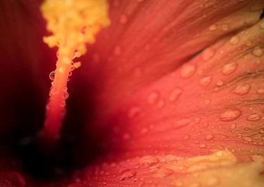 Raindrops on Hybiscus
