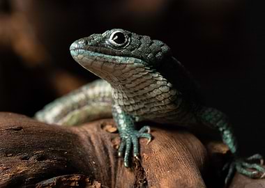 In blue (Alligator Lizard)