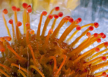 Leucspermum in ice 1