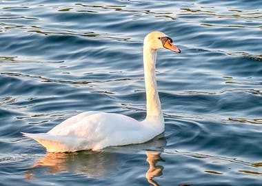 Swan