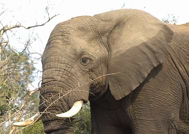 Elephant with thorntree