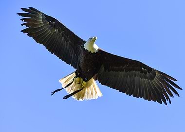 American bald eagle