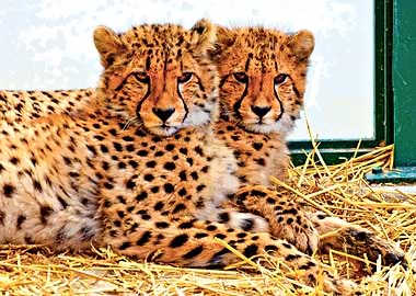 Young Cheetahs
