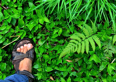 Foot on plants