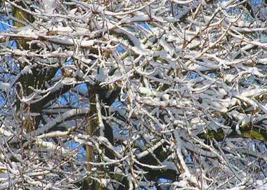 Snow Branches