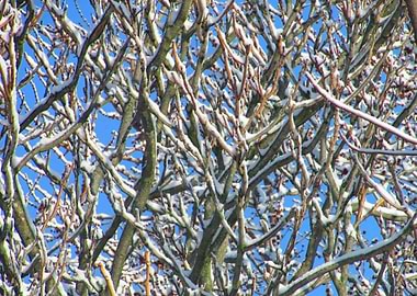 Snow Branches