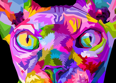 close up of Sphynx cat