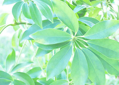 Plant Leaves
