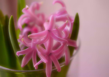 dreamy hyacinth