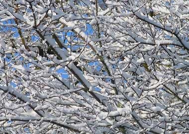 Snow Branches