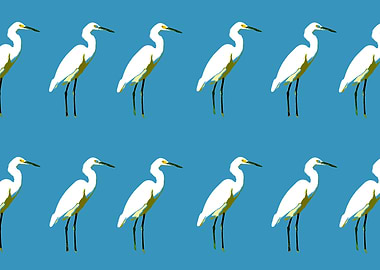 Pop egrets