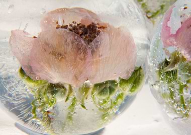 Blossom of blackberry