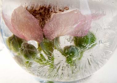 Blossom of blackberry 3