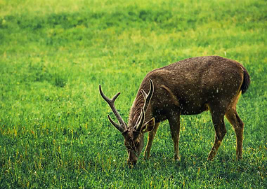 Sambar Deer Feeding Grass