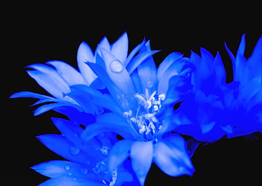 Blue explosion