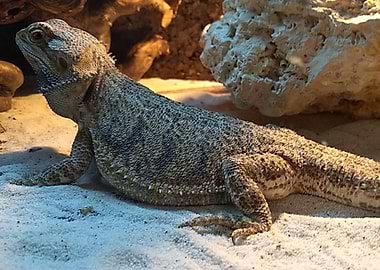 Bearded dragon