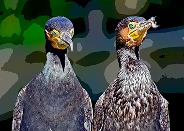 Cormorants
