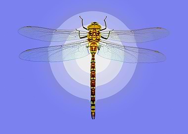 Dragonfly