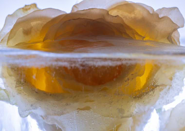 Yellow rose in ice block 4