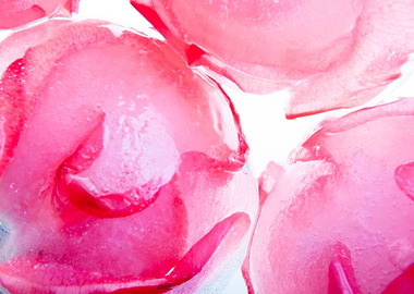 Roses in ice sphere 1