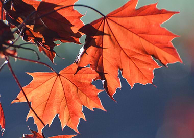 Red maple in spring