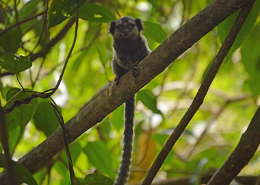 Marmoset