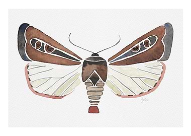 Brown Moth