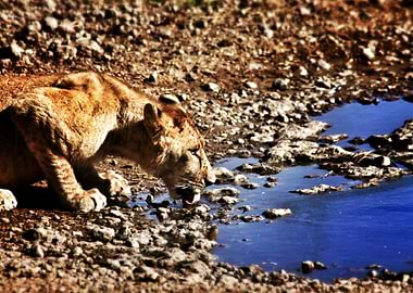 Watering Hole