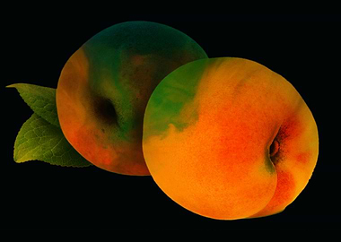 the fruit of peaches