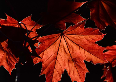 Red maple backlit
