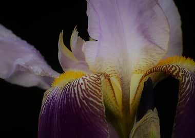 Purple iris in low light