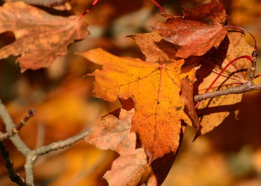 Red maple in the fall