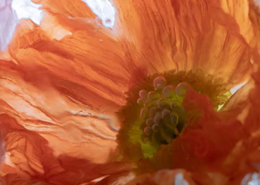 Poppy in ice 7