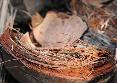 Dry Coconut Shell