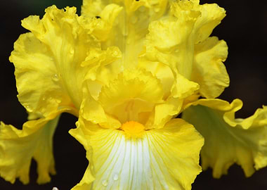Yellow iris