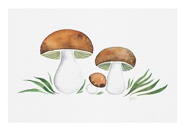 Brown Mushrooms