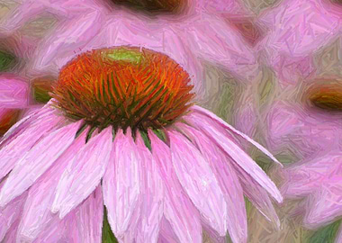 Purple coneflower
