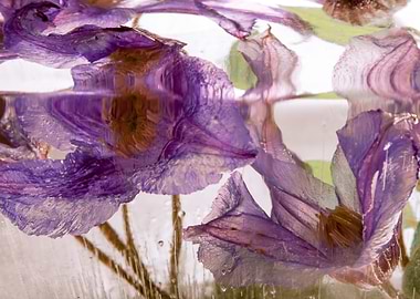 Clematis in ice 3