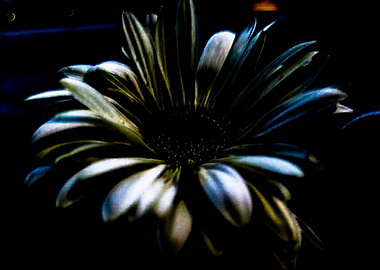 Daisy in the Shadows