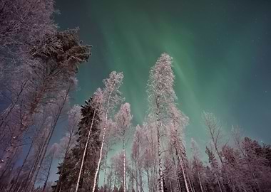Aurora Lights 134