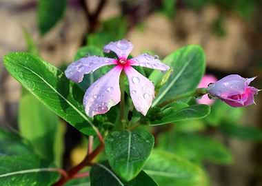 Madagascar Periwinkle