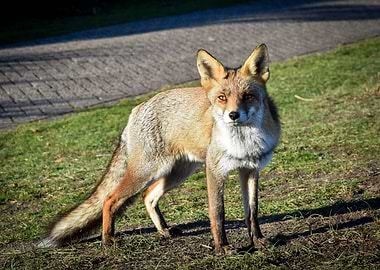 Fox
