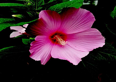 Hot Pink Hibiscus