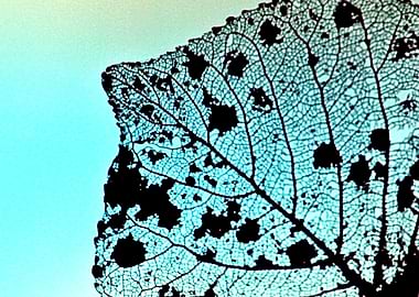 Weathered Poplar Leaf