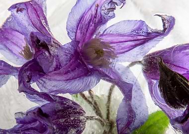 Clematis in ice 2
