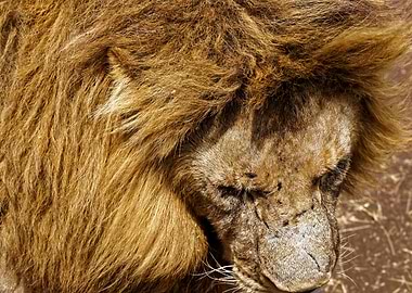 Lion Afrika Tanzania